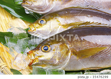 イサキ　食材 35476299