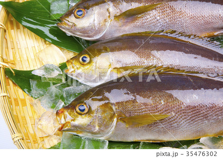イサキ　食材 35476302