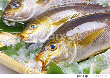 イサキ　食材 35476306