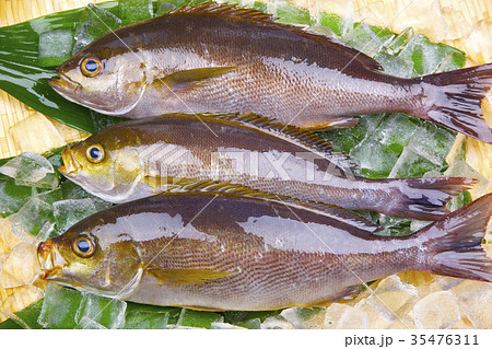 イサキ　食材 35476311