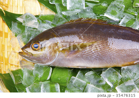 イサキ　食材 35476315