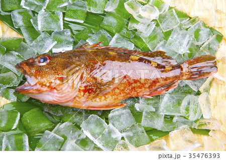 カサゴ　食材 35476393