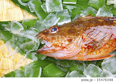 カサゴ　食材 35476398