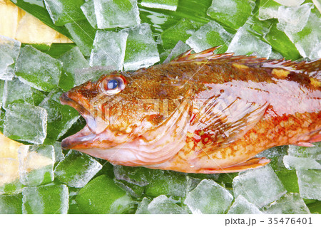 カサゴ　食材 35476401