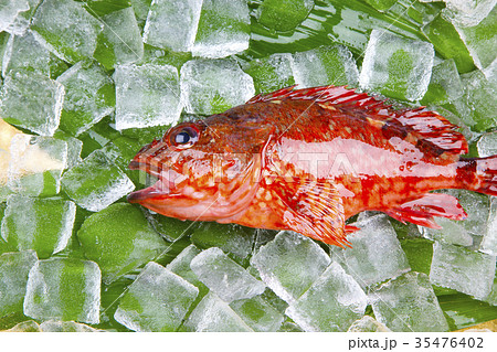 カサゴ　食材 35476402