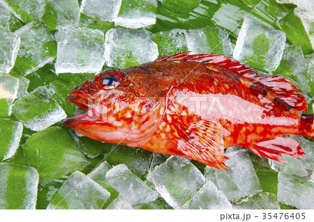 カサゴ　食材 35476405