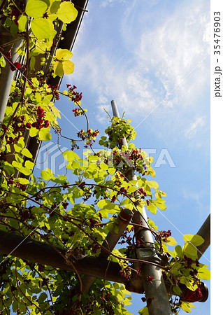 アケビの花 35476903