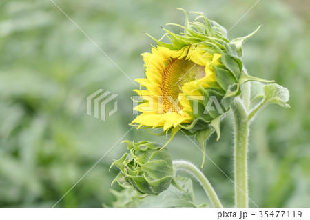 ヒマワリのつぼみ 35477119