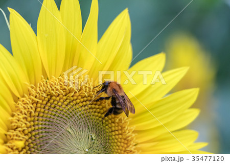 ミツバチ 35477120