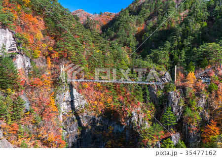 栃木県 瀬戸合峡 紅葉と吊橋の写真素材