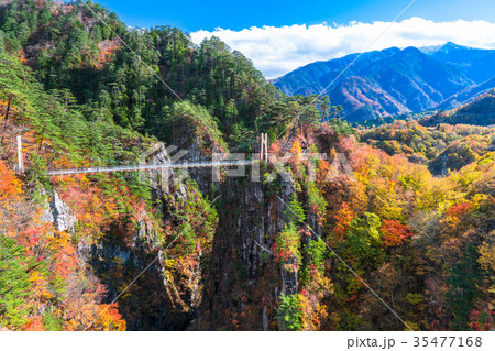 栃木県 瀬戸合峡 紅葉と吊橋の写真素材