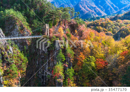 《栃木県》瀬戸合峡・紅葉と吊橋 35477170