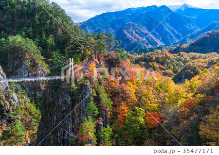 栃木県 瀬戸合峡 紅葉と吊橋の写真素材