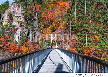 《栃木県》瀬戸合峡・紅葉と吊橋 35477173