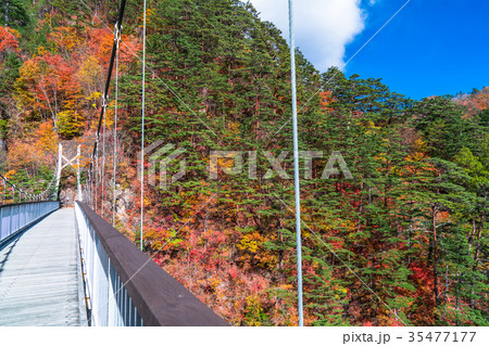 栃木県 瀬戸合峡 紅葉と吊橋の写真素材