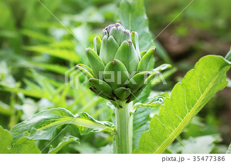Young artichoke plants grows in a field 35477386