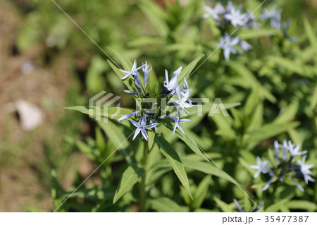 チョウジソウ 35477387