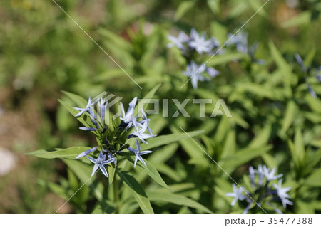 チョウジソウ 35477388