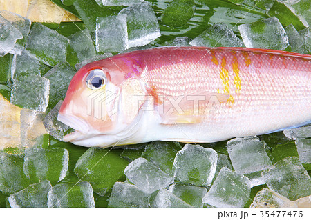 甘鯛　食材 35477476