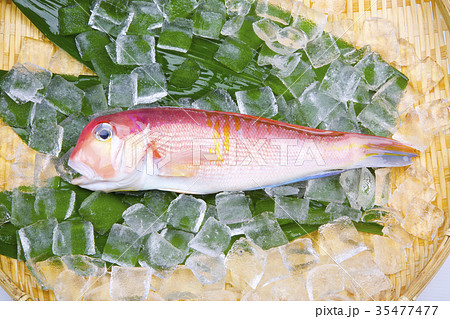 甘鯛 食材 甘鯛 食材 35477477