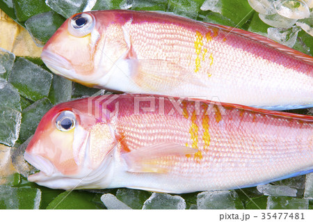 甘鯛 食材 甘鯛 食材 35477481