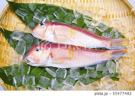 甘鯛 食材 甘鯛 食材 35477482