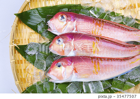 甘鯛 食材 甘鯛 食材 35477507