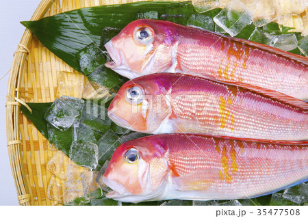 甘鯛　食材 35477508