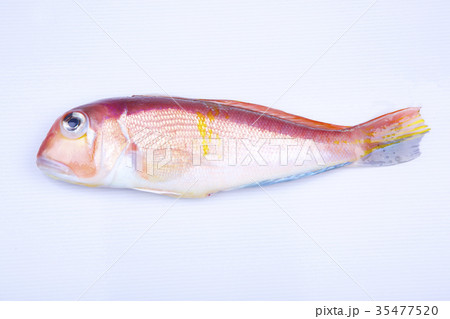 甘鯛　食材 35477520