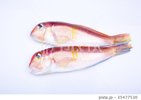 甘鯛　食材 35477530
