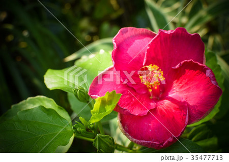 close up red hibiscus flower or Chinese rose 35477713