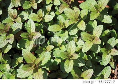 ペパーミント ペパーミント 35477717