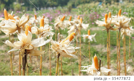 Dried corn maize. Agricultural food industry Dried corn maize. Agricultural food industry 35477872