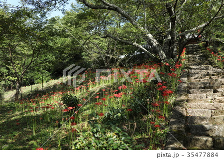 奈良佛隆寺の彼岸花 奈良佛隆寺の彼岸花 35477884