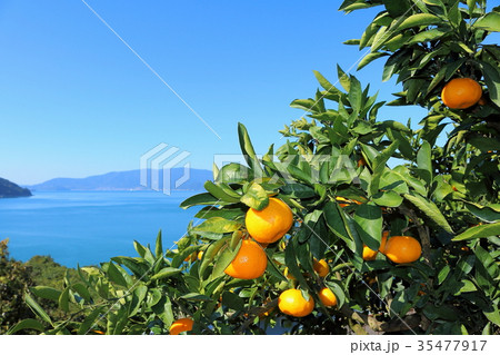 瀬戸内みかん 35477917