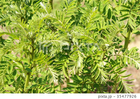 クララ クララ 35477926