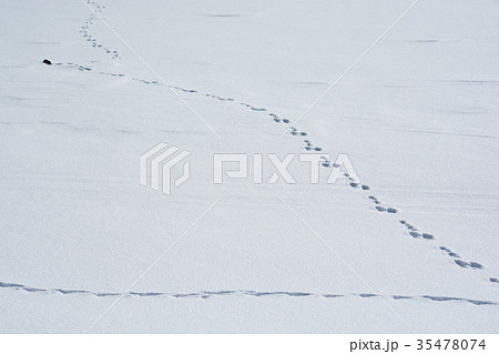 雪の上の野生動物の足跡の写真素材