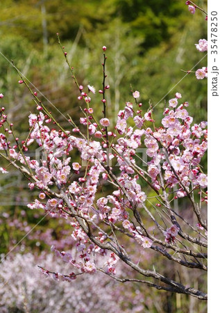 梅 35478250