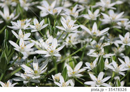 スター・オブ・ベツレヘム 35478326