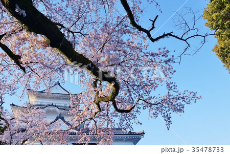 神奈川県観光スポット桜スポット・小田原城天守閣の満開の桜と苔生す幹・横位置 35478733