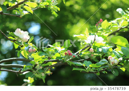 リンゴの花 リンゴの花 35478739