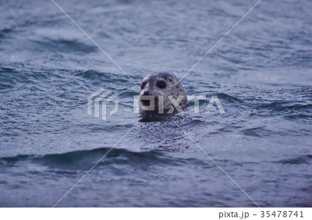 野生のゴマフアザラシ(北海道・抜海) 野生のゴマフアザラシ(北海道・抜海) 35478741