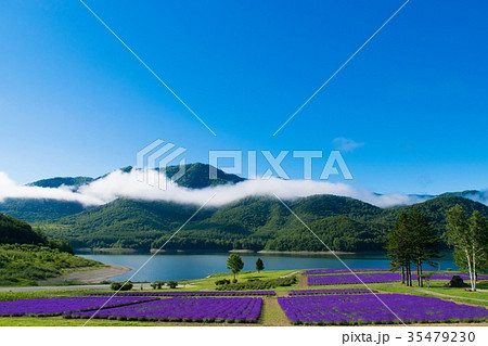 ラベンダー畑と湖　金山湖　南富良野 35479230