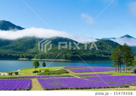 ラベンダー畑と湖　金山湖　南富良野 35479308