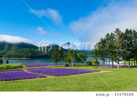 ラベンダー畑と湖 金山湖 南富良野 ラベンダー畑と湖 金山湖 南富良野 35479309
