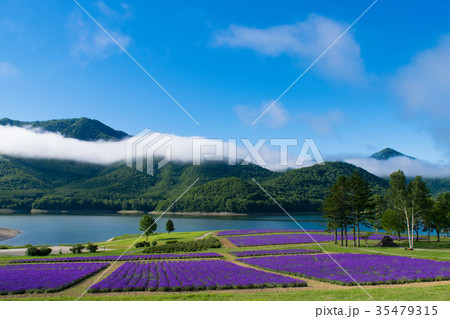 ラベンダー畑と湖 金山湖 南富良野 ラベンダー畑と湖 金山湖 南富良野 35479315