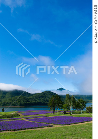 ラベンダー畑と湖　金山湖　南富良野 35479318