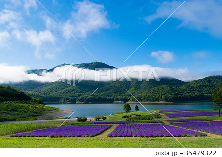 ラベンダー畑と湖　金山湖　南富良野 35479322