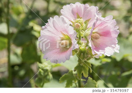 pink hollyhock flower in the garden pink hollyhock flower in the garden 35479397