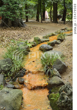 生田神社の水みくじ池の写真素材